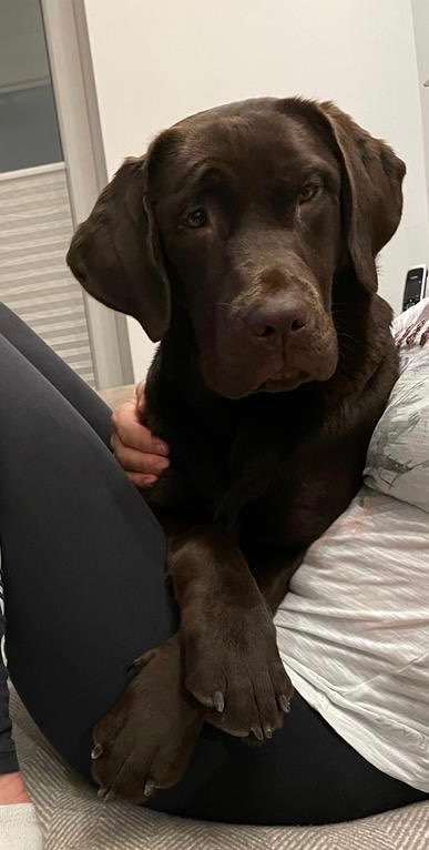 Labradorfans-Beitrag-Bild