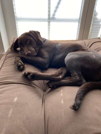 Labradorfans-Beitrag-Bild