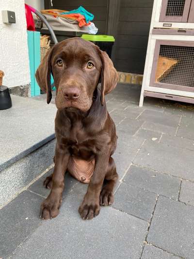 Welpen Bilder !-Beitrag-Bild