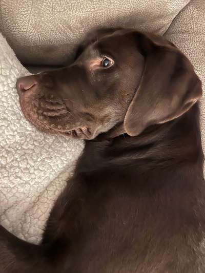 Labradorfans-Beitrag-Bild