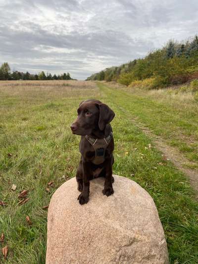 Labradorfans-Beitrag-Bild