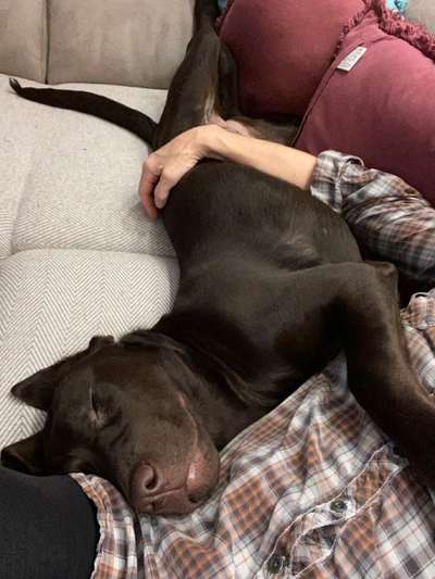 Labradorfans-Beitrag-Bild