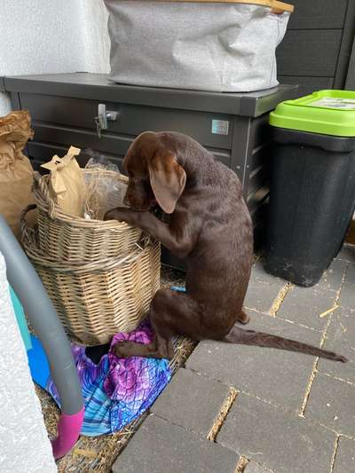 Welpen Bilder !-Beitrag-Bild