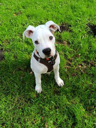 Wo sind meine AMERICAN BULLDOGS?-Beitrag-Bild