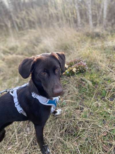 Hundetreffen-Von Welpen bis erwachsene Hunde-Bild