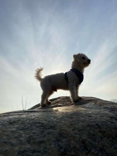 Dogorama Photo Challenge - Steine/Felsen-Beitrag-Bild