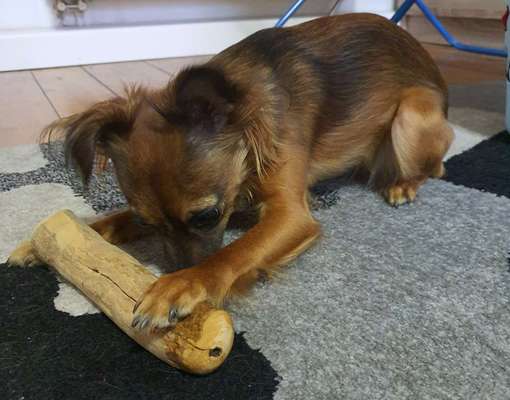 Wo sind die Chihuahua Besitzer ?-Beitrag-Bild