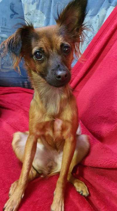 Welche Hunderasse-Beitrag-Bild