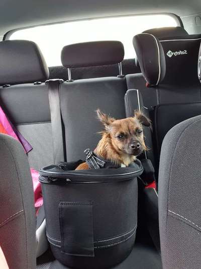 Die Dogorama Wochen Challenge-Beitrag-Bild