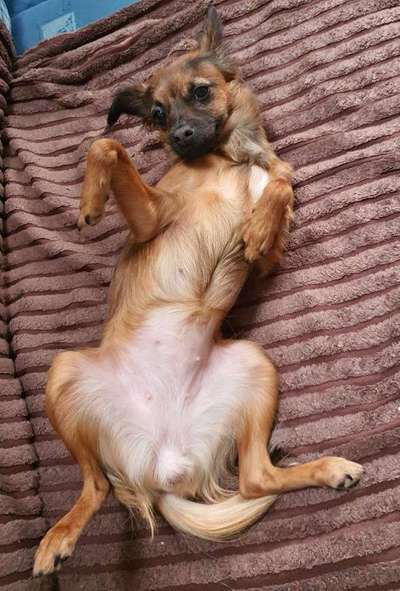 Wo sind die Chihuahua Besitzer ?-Beitrag-Bild