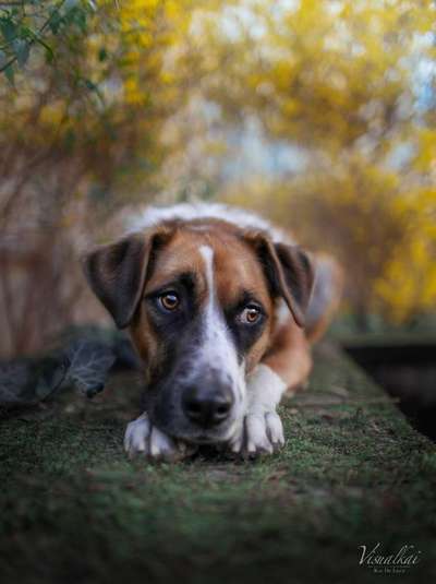 Die Dogorama Monats Challenge "Es grünt und blüht"-Beitrag-Bild