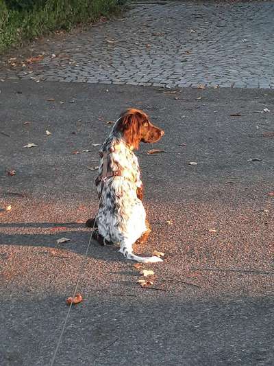 Hundetreffen-Spielpartner/-in gesucht-Bild