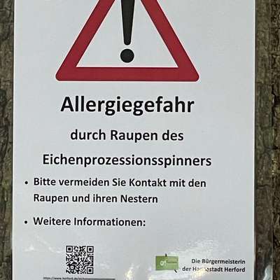 Giftköder-Eichenprozessionsspinner-Bild