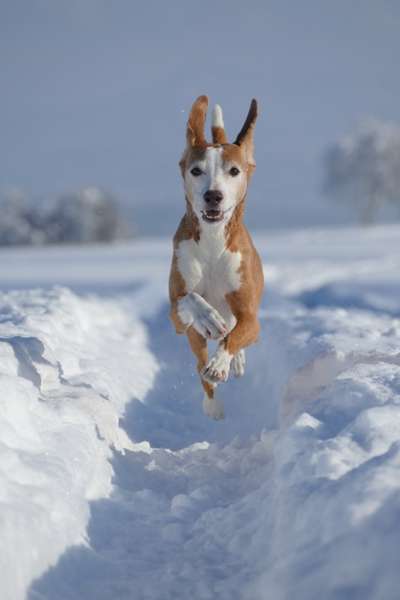 Fotochallenge - fremde Hunde-Beitrag-Bild