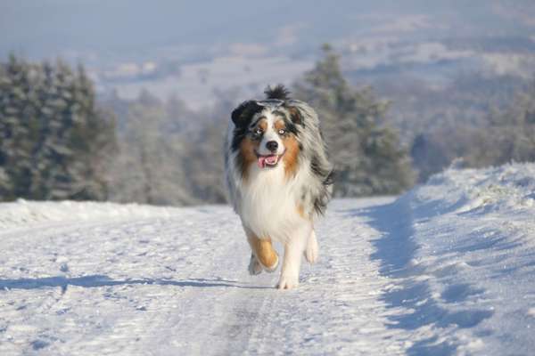 Dogorama Photo Challenge - Winterstimmung-Beitrag-Bild