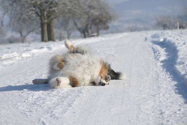 Dogorama Photo Challenge - Wälzen-Beitrag-Bild