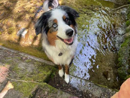 Hundetreffen-Ruhige Gassirunden-Bild