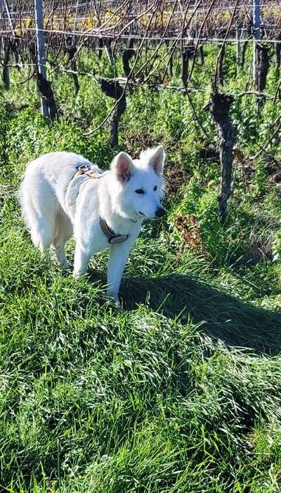 Weißer Schweizer Schäferhund-Beitrag-Bild