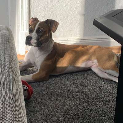 Hundetreffen-Gassi Runde / Spielpartner-Bild