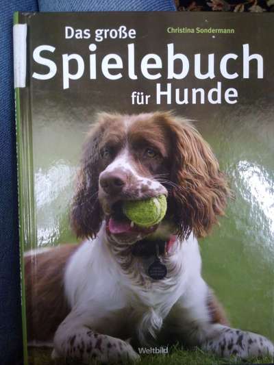 Sport mit Labrador-Beitrag-Bild