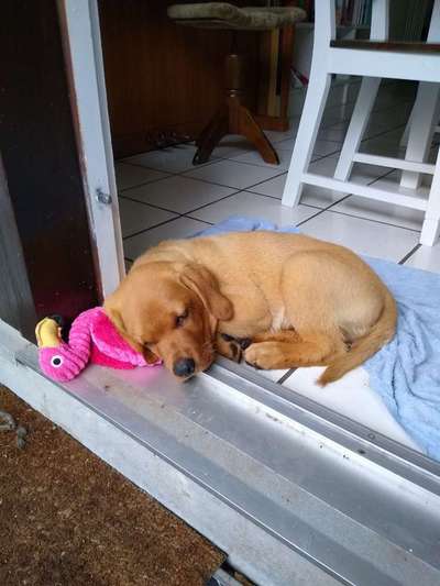 Dein Hund im Dogorama-Kalender 2021-Beitrag-Bild