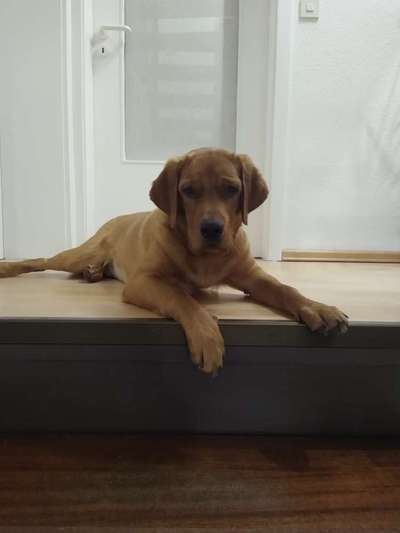 Labradorfans-Beitrag-Bild