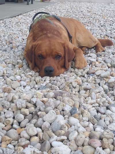 grumpy dog 😅-Beitrag-Bild