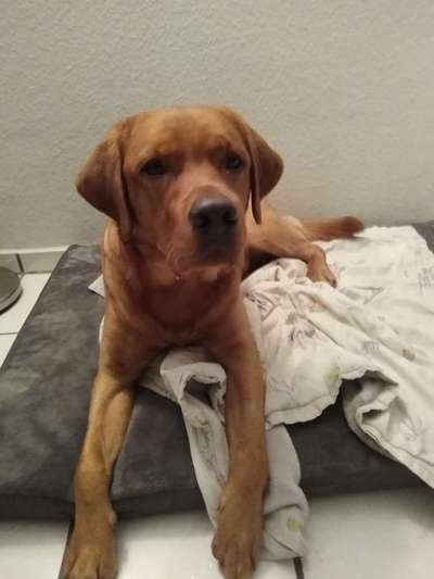 eure Spitznamen für die Vierbeiner-Beitrag-Bild