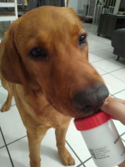 Heute gibt es.....der "ich mach die Leckerlis-Selber-Thread"-Beitrag-Bild