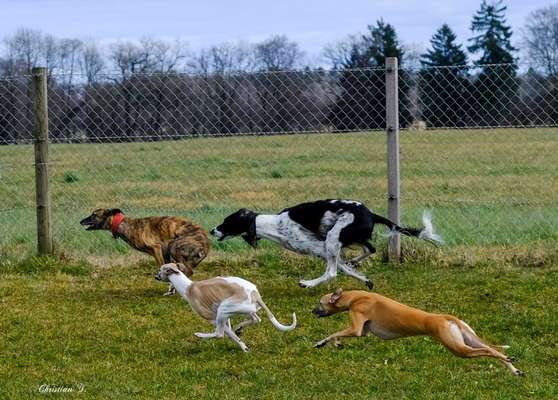 Windhunde - Treffen der besonderen Schönheiten
HERZLICH WILLKOMMEN-Beitrag-Bild
