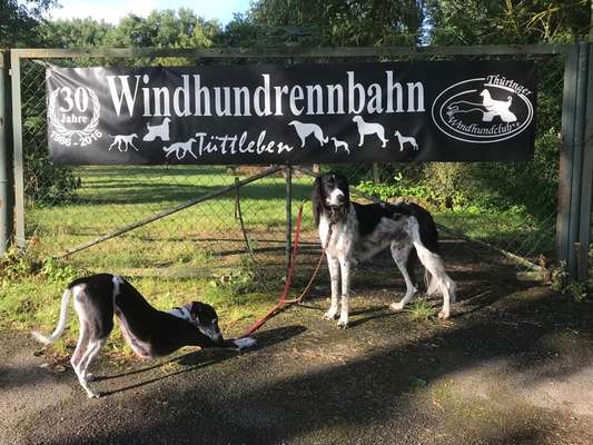 Windhunde - Treffen der besonderen Schönheiten
HERZLICH WILLKOMMEN-Beitrag-Bild