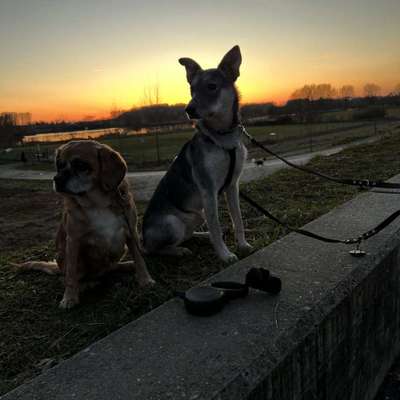 Hundetreffen-Gassirunde-Bild