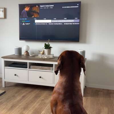 Hundetreffen-Spielen-Bild