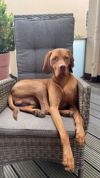 Magyar Vizsla UK-Beitrag-Bild