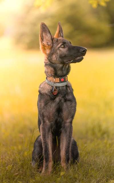 Schäferhund-Fans?-Beitrag-Bild