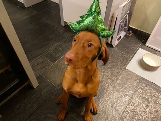 It's beginning to look a lot like.....-Beitrag-Bild