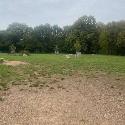 Hundetreffen-Hundewiese-Bild