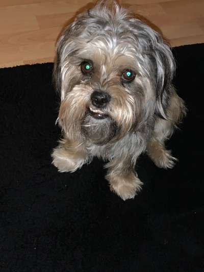 Shih Tzu von Jung bis Senioren-Beitrag-Bild