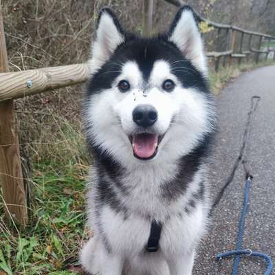 Hundetreffen-Gemeinsame Gassirunde zum Spielen und toben-Bild