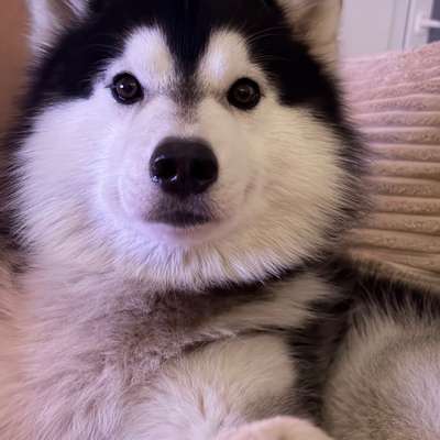 Hundetreffen-Gemeinsame Gassirunde zum Spielen und toben-Bild