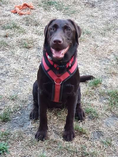 Labradorfans-Beitrag-Bild