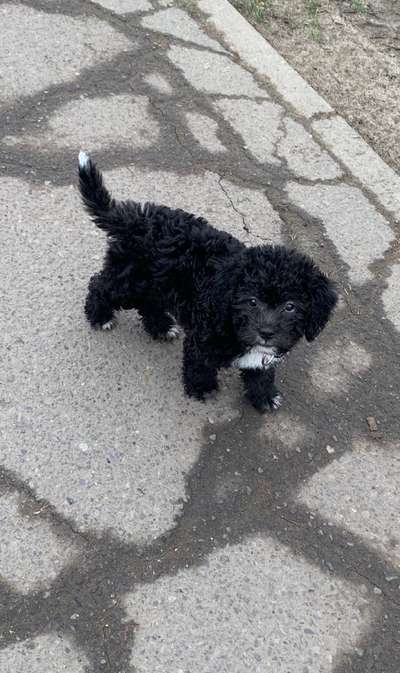 Welpen Bilder !-Beitrag-Bild