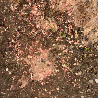 Giftköder-⚠️ Verdacht Rattengift-Bild