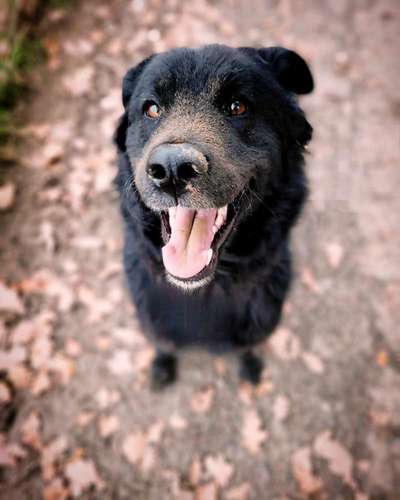 Dogorama Photo Challenge - Der Frühling kommt-Beitrag-Bild