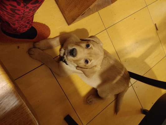 Hundetreffen-Welpen Treffen Bockenheim-Bild