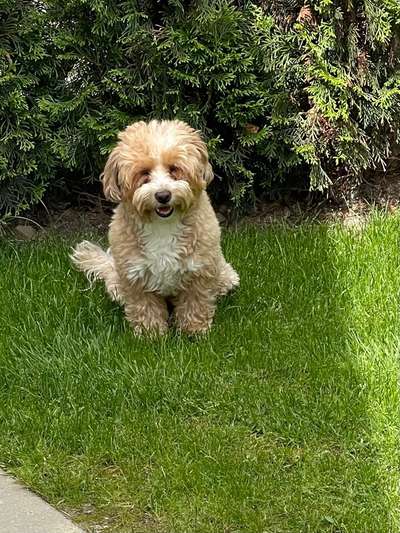 bolonka zwetna 😁-Beitrag-Bild