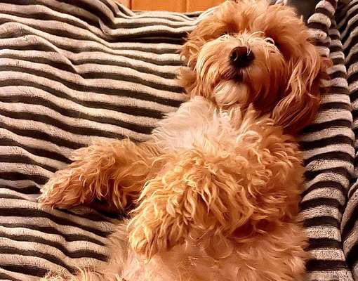 bolonka zwetna 😁-Beitrag-Bild