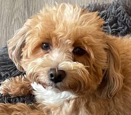 bolonka zwetna 😁-Beitrag-Bild