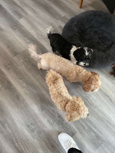 bolonka zwetna 😁-Beitrag-Bild