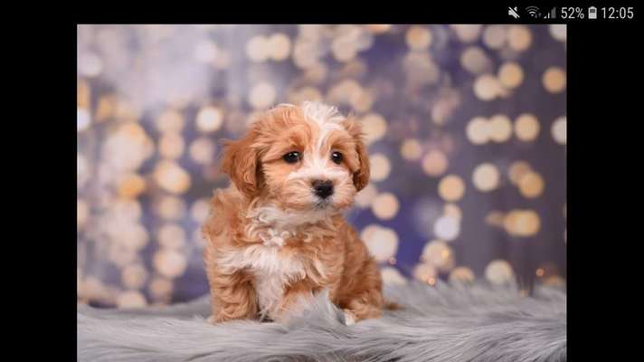 Welpenfotos-Beitrag-Bild